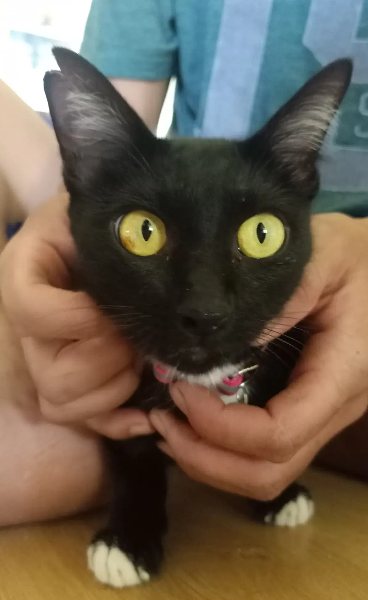 #10 — FeLV sweetheart Jessie finds a furever home