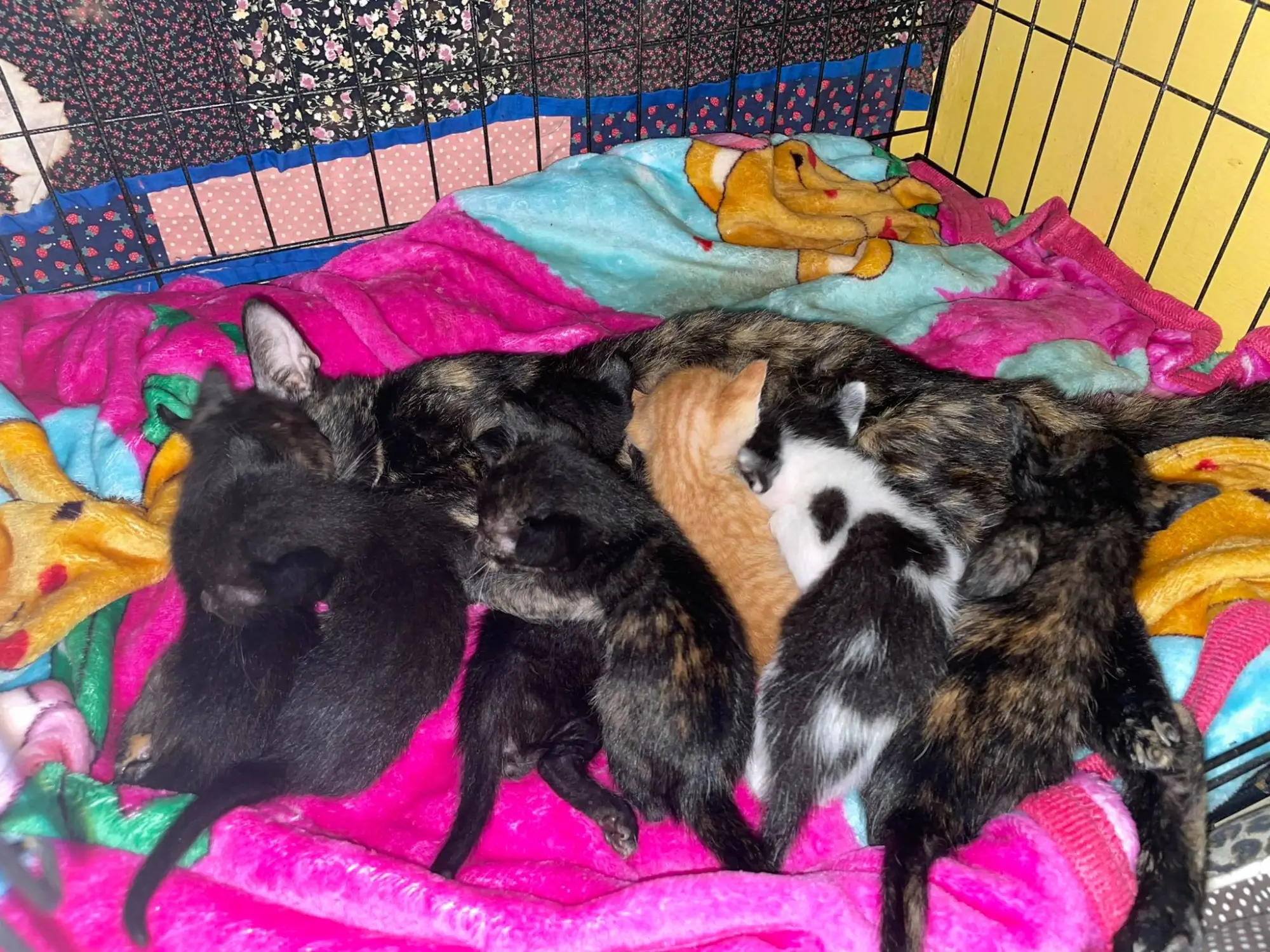 #11 — Supermom Helga nurses 7 kittens!
