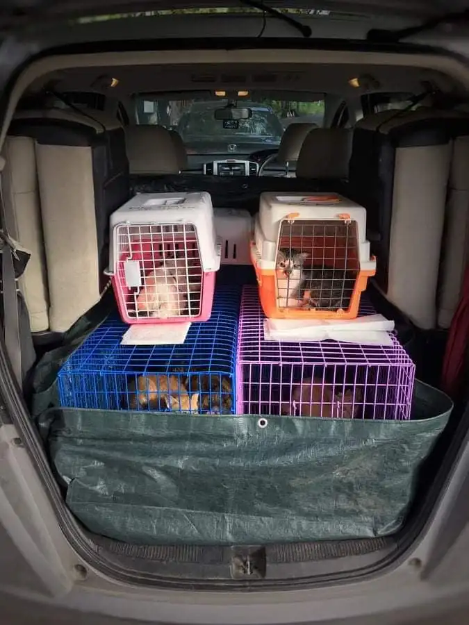 #12 — WVS help us sterilize 23 colony cats