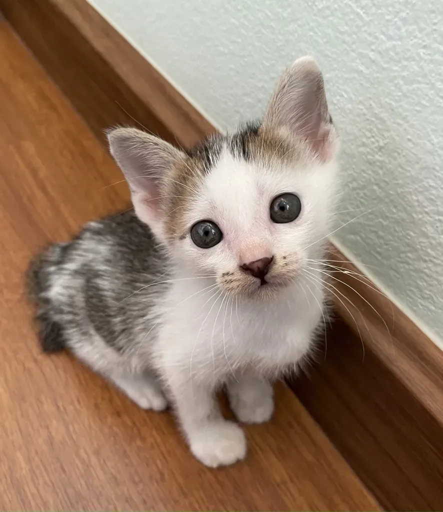 Help! I found a kitten, what do I do?