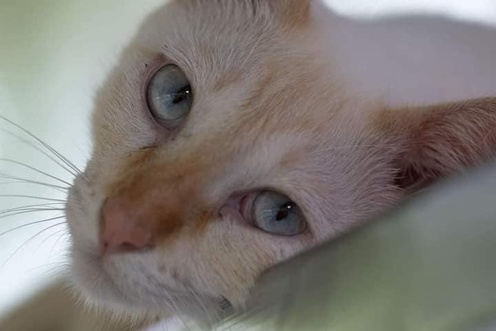 #21 — Petz World joins Adopt Meow!